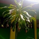 Dracaena fragransLeaf