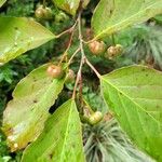 Neoshirakia japonica Owoc