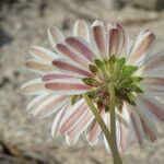 Bellium bellidioides Flower