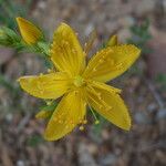 Hypericum linariifolium Flor
