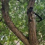 Malus hupehensis Bark