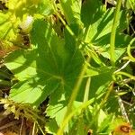 Alchemilla monticola Blatt