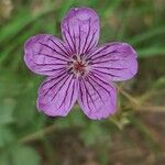 Geranium viscosissimum Kukka