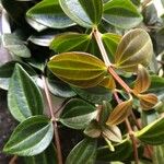 Peperomia quadrangularis Hoja