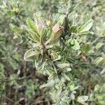 Cistus lasianthus Leht