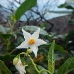 Solanum styraciflorum फूल