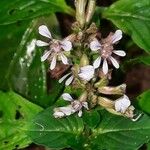 Cuphea racemosa Flower
