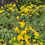 Achillea tomentosaFlower