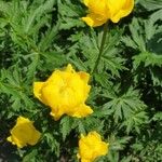 Trollius europaeusFlors