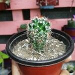 Mammillaria voburnensis 葉