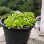 Sedum kimnachii List