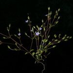 Lomatogonium chumbicum Habit