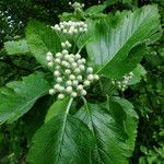 Sorbus mougeotii Hoja