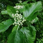 Sorbus mougeotii Levél