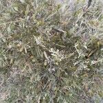 Olea europea var. silvestrisЛисток