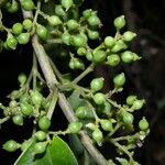 Pouzolzia obliqua Fruto