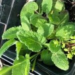 Salvia verticillata Leaf