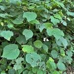 Dombeya burgessiae Лист