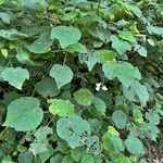 Dombeya burgessiae Blad