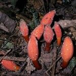 Balanophora fungosa Flower