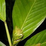 Hylaeanthe unilateralis Hoja