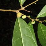 Maquira guianensis Leaf