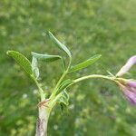 Trifolium alpinum Fuelha