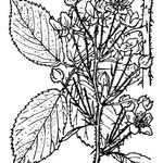 Rubus foliosus Altro