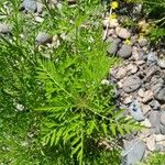 Ambrosia artemisiifolia Лист