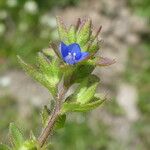 Veronica arvensis Blüte