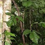 Philodendron rothschuhianum Hábito
