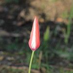 Tulipa clusiana Цвят