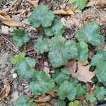 Rubus tricolor Leaf