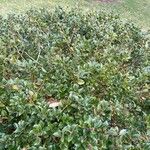 Ilex meserveae Folha