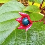 Clerodendrum trichotomum Fruct