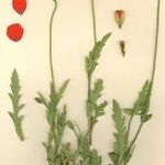 Papaver pinnatifidum Hábito