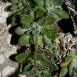 Draba dubia Hábito