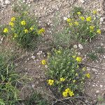 Zinnia grandiflora Habitat