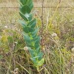 Asclepias latifolia ᱥᱟᱠᱟᱢ