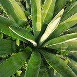 Agave shaferi Листок