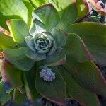 Dudleya farinosa Leaf