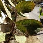 Lagerstroemia speciosa Lapas