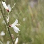 Genista raetam Blüte