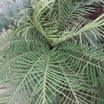 Blechnum gibbum Leaf