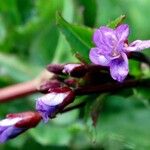 Epilobium anagallidifolium 花