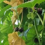Dioscorea sansibarensis Fruto