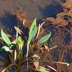 Orontium aquaticum Flower