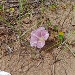 Calystegia soldanellaFlor