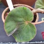 Begonia acetosa Hoja