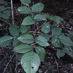 Fraxinus quadrangulata Leaf